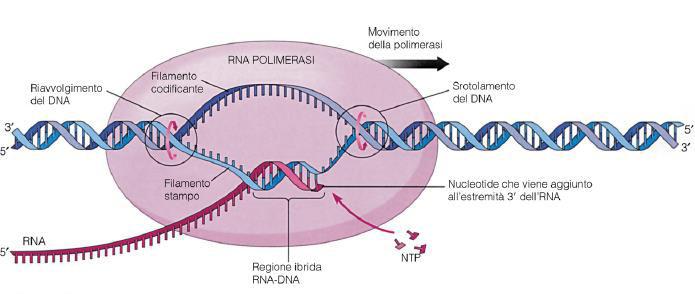 Dei due filamenti di DNA, solo uno è trascritto in mrna (Filamento