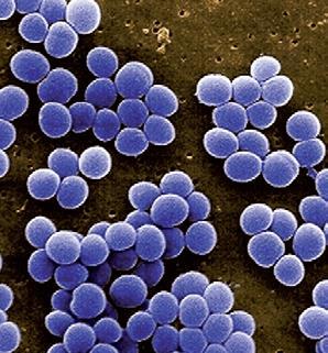Intossicazione da stafilococco L intossicazione è causata dalle enterotossine prodotte da stafilococchi, di cui il più comune è lo Staphilococcus aureus.
