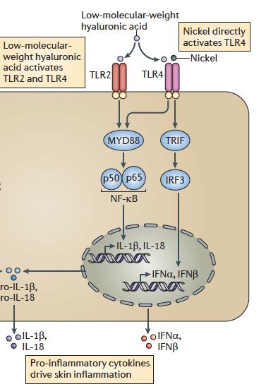 Gli apteni attivano i Toll like receptors Non tutti i composti che causano dermatite da contatto attivano direttamente i TLR.