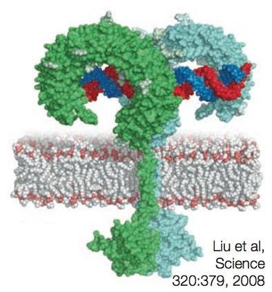 Struttura dei TLR I toll like receptor sono glicoproteine integrali di membrana