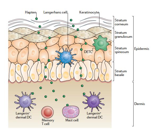 Sottopopolazioni di cellule dendritiche nella dermatite da contatto L evento fondamentale nell inizio della dermatite da contatto è il priming dei linfociti T CD4+ e CD8+ specifici per l aptene che