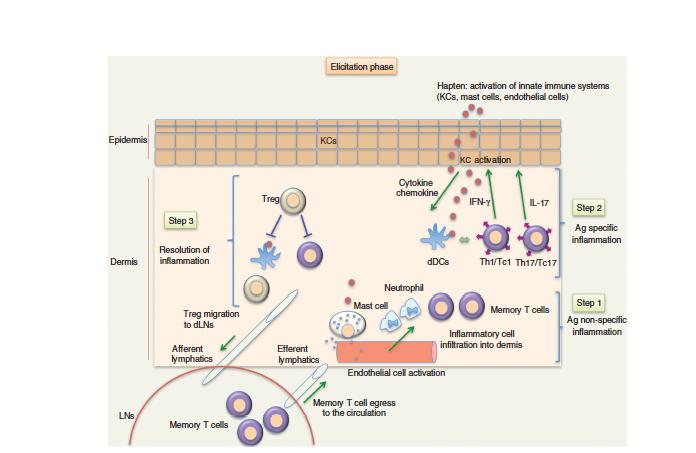 L infiammazione nella fase effettrice Il processo infiammatorio all inizio della fase effettrice è mediato dall azione dell aptene sulle cellule dell immunità innata in particolare sui cheratinociti,
