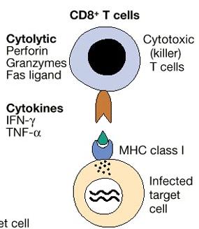 KeracK I linfociti T CD8+ mediano il danno tissutale nella ipersensibilità da contatto mediante la distruzione dei cheratinociti attraverso l interazione FAS-FASL.