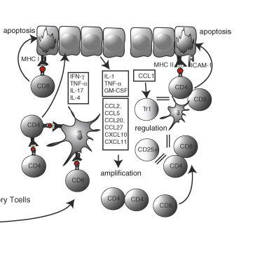 linfociti T CD8+ e Th1 specifici per i complessi Nickel proteina autologa migrano nella