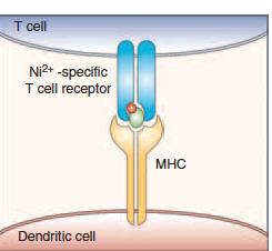 L aptene reagisce con le molecole MHC o con altre proteine