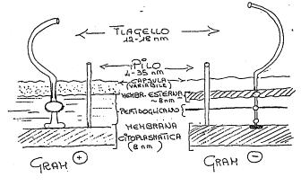 A 49 I flagelli sono legati ai batteri