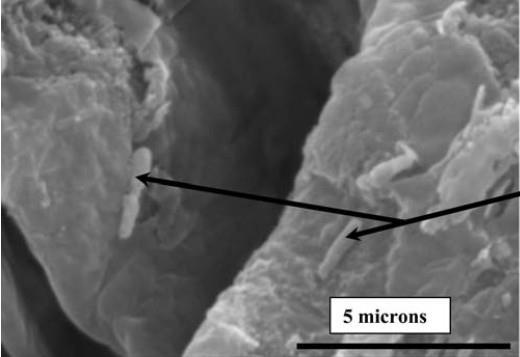 Batteri nell intestino crasso di un ape Batteri presenti nel pane di api