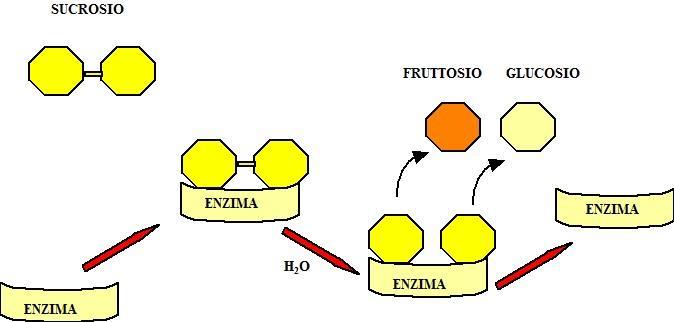 Importanza della produzione di enzimi (catalizzatori) e mattoni delle