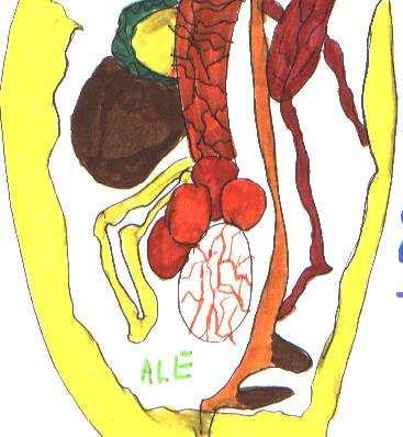DEB: C è una pellicina che divide i muscoli dagli organi, tipo il cuore, i polmoni, le budella, lo stomaco DAM: Il corpo di una gallina è tutto attaccato come una catena ERI: Sono i muscoli che