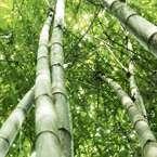 Fornito in astuccio in bambù.