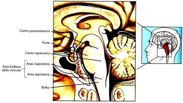 CENTRI NERVOSI RESPIRATORI: situati nel midollo allungato, ricevono i segnali captati da particolari recettori (chemiocettori, situati nell arco aortico, carotide e midollo allungato) che misurano la