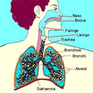 APPARATO RESPIRATORIO E costituito dalle VIE RESPIRATORIE (insieme di condotti che convogliano l aria dall