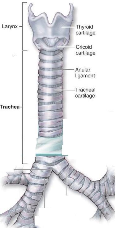 APPARATO RESPIRATORIO LARINGE: situata nel collo davanti all esofago ed è mantenuta dilatata dalla cartilagine tiroidea che forma il cosiddetto pomo di Adamo e dall osso ioide.