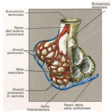 L ALVEOLO POLMONARE (300 milioni con una sup. 70m 2 ) è rivestito da una rete di capillari sanguigni (polmonari) nei quali scorre il sangue venoso proveniente dai tessuti.