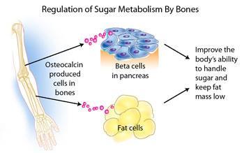 OSTEOCALCINA Marcatore della formazione ossea Proteina secreta solo dagli osteoblasti Contiene domini con GLA (gamma-carbossi glutammato) Coinvolta anche nella regolazione del metabolismo (aumenta la