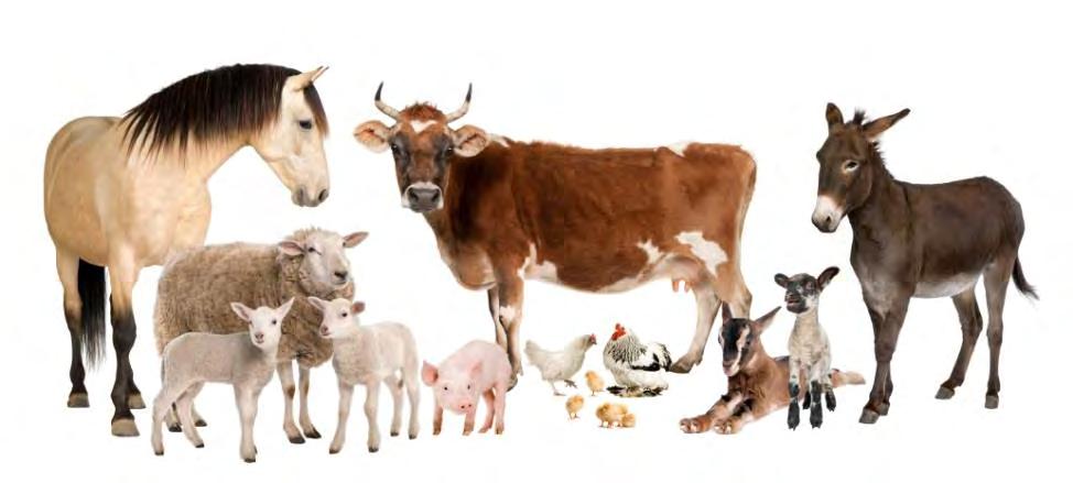 To learn more about the Animal Health proposal: http://ec.europa.