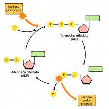 Il ciclo dell ATP L ATP è la molecola che nella cellula trasporta l energia dalle reazioni