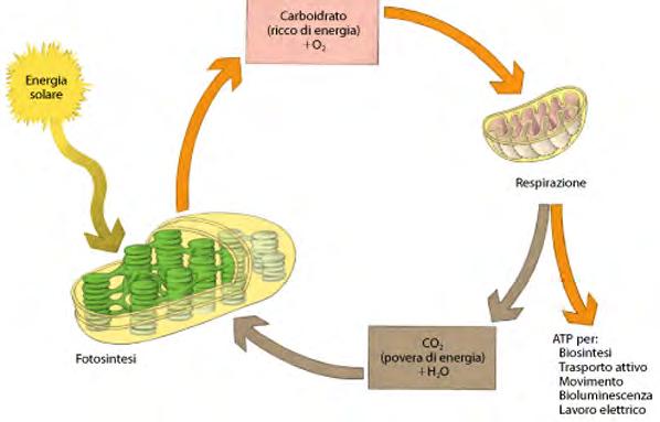 Flusso di energia Gli organismi viventi sono interessati da un flusso di energia che proveniente dal sole è in grado di alimentare tutti i processi vitali che si svolgono sul nostro pianeta.