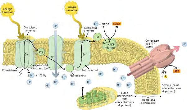 Fotofosforilazione non ciclica Meccanismo di accoppiamento chemioosmotico nella fotofosforilazione Il