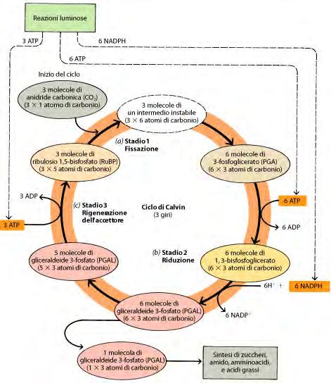 Fase oscura Ciclo di Calvin Per ogni giro completo del ciclo di Calvin una molecola di CO2 entra nel ciclo e viene organicata.