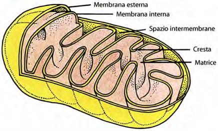 Respirazione Il piruvato che si origina dalla glicolisi è una molecola ancora energetica.