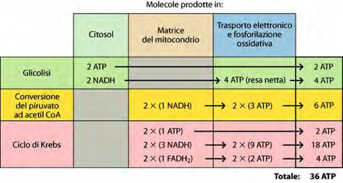 Respirazione Bilancio energetico completo della ossidazione di una molecola di glucosio Nel ciclo di