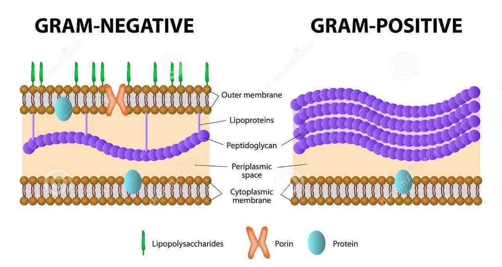 2) Metodi enzimatici:: Batteri gram+: lisozima (taglia i peptidoglicani) + shock osmotico/freeze-thaw;