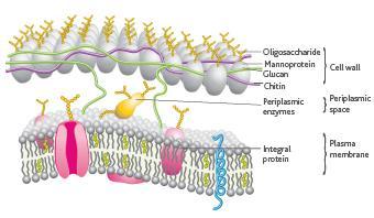 lisozima + shock osmotico/freeze-thaw.