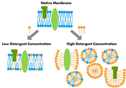 3) Solubilizzazione chimica: la rottura delle membrane è operata da detergenti (non-ionici, anionici,