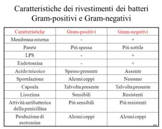 doppio / Endo betalattamasi Più grave di wild