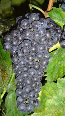 ) Visani Paolo, per essere apposta sulle bottiglie di Sauvignôn Vino rosso di Faenza, ottenute a partire da questa particolare varietà di uva prodotta nei vigneti di Oriolo dei fichi.