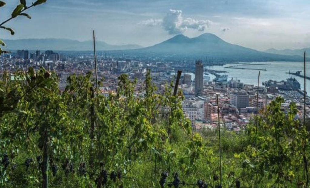 NAPOLI: coltivi di vigne lungo le pendici di San Martino e di Capo Posillipo Santo