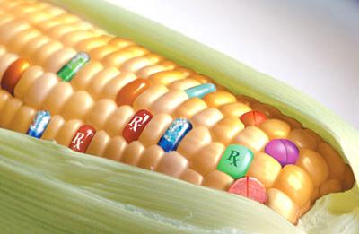 10 Alimente modificate genetic - Se vede treaba, ratiunile economice care au condus la parasirea liniei traditionale de hibridizare si incrucisare a soiurilor si la abordarea optimizarii lor prin