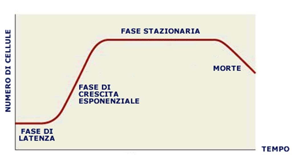 FATTORI DI CRESCITA MICROBICA 3 Il tempo determina la crescita microbica.