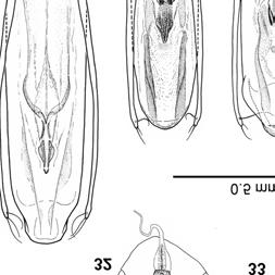 olmii; 32: Canavesiella lanai (da: Giachino, 1993); 33: Archeoboldoria doderona; 34: Stoppaniola robiati; 35: S.