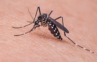 Aedes Aegypti ( macchie bianche sulle zampe marcatura a forma di lia sul torace)trasmette lo Zika, febbre gialla, Chikungunya, Dengue. Non è presente in Italia.