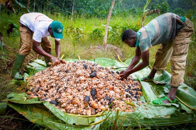 Selezione del cacao fresco Ad oggi il posizionamento di