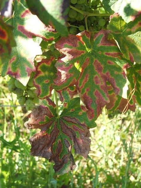 VITE FASE FENOLOGICA Raccolta in corso. Sono praticamente terminate le vendemmie delle uve a bacca bianca, rimangono in pianta solo alcuni Riesling R. e Incrocio Manzoni a Capo di Ponte.