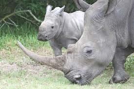 Domanda 4 (14 punti): Il rinoceronte bianco (Ceratotherium simum) presenta classicamente due corni, il secondo dei quali è lungo circa la metà del primo.