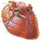 POMPA CARDIACA La perfusione tissutale dipende dalla pressione arteriosa.