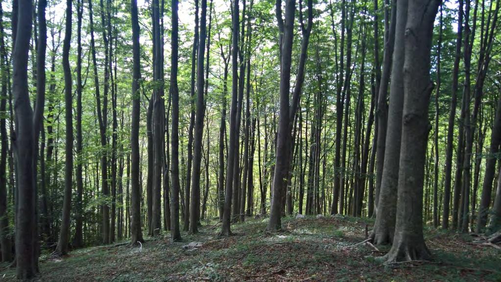 Progetto di taglio e stima materiale legnoso ritraibile dalla particella forestale n.