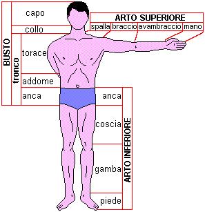 I segmenti corporei Il corpo umano è costituito da vari segmenti interconnessi e mobili.
