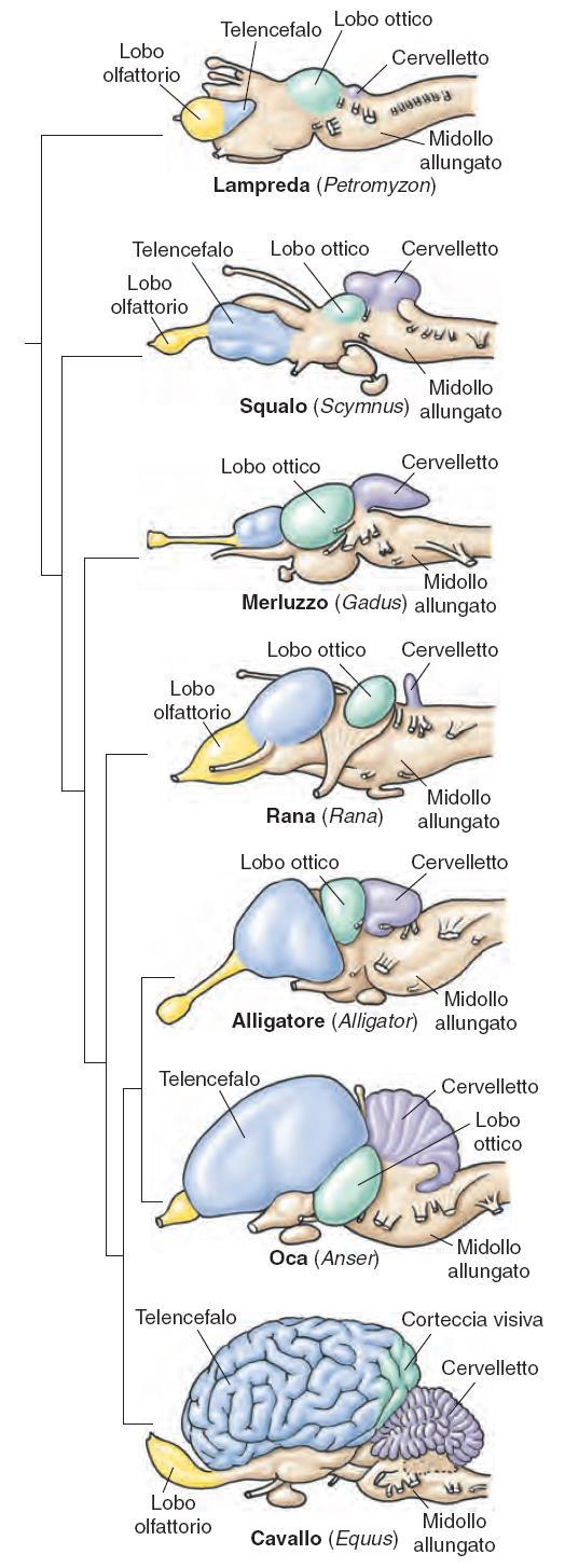 Vertebrati: evoluzione del SN nervoso caratterizzata dall encefalizzazione = diversificazione estrema tra SN centrale