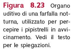 2. Meccanorecezione: sistemi sensibili a forze quantitative (pressione, peso, vibrazione