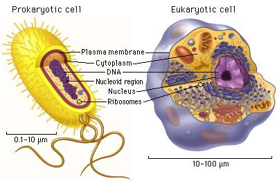 4. INTERAZIONE TRA ORGANISMI ED AMBIENTE NON ESISTE VITA NEL VUOTO LA CELLULA E UN SISTEMA APERTO materia energia 1. mantenimento delle strutture CELLULA l informazione è interna alla cellula 2.