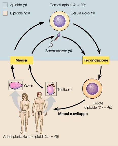 Gameti aploidi (n = 23) CICLO