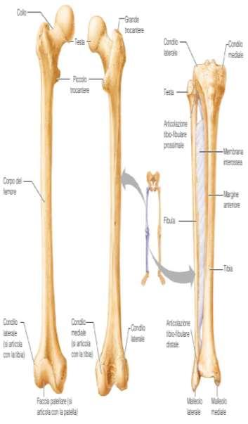 scheletro appendicolare Femore, osso più lungo del corpo, costituito da: testa articolata nella cavità acetabolare delle ossa