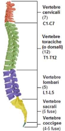 scheletro assile: La colonna vertebrale Costituisce l asse longitudinale dello scheletro, è solida e flessibile.