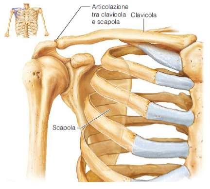 Suddivisione dello scheletro: lo scheletro appendicolare Le ossa della cintura scapolare (clavicola e scapola) 24 scheletro appendicolare Le ossa dell arto
