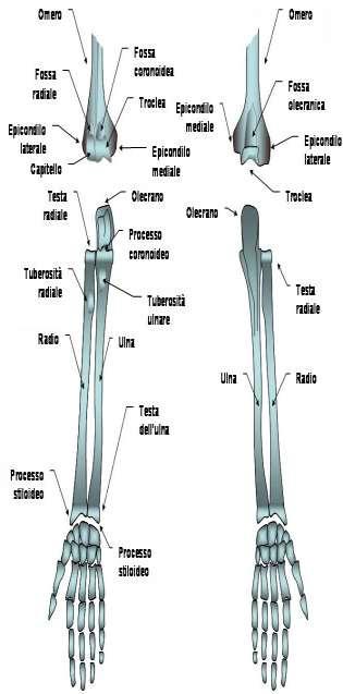 Omero, osso lungo che presenta nell epifisi prossimale una testa con ampia superficie liscia collegata alla scapola, nell epifisi distale presenta un aperte laterale detta condilo che si articola con